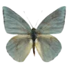 🦋 Эмодзи «ˏˋ Запах Весны» для Telegram