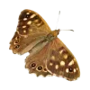 🦋 Эмодзи «ˏˋ Запах Весны» для Telegram