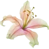 🌺 Эмодзи «ˏˋ Запах Весны» для Telegram
