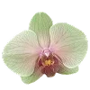🌷 Эмодзи «ˏˋ Запах Весны» для Telegram