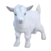 🐐 Эмодзи «ˏˋ Запах Весны» для Telegram