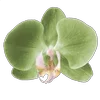 🌸 Эмодзи «Green pink» для Telegram