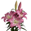 🌸 Эмодзи «Green pink» для Telegram