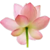 🪷 Эмодзи «Green pink» для Telegram