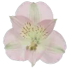 🌸 Эмодзи «Green pink» для Telegram