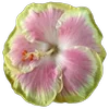 🌸 Эмодзи «Green pink» для Telegram