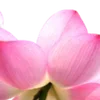🪷 Эмодзи «Green pink» для Telegram