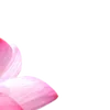 🪷 Эмодзи «Green pink» для Telegram