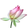 🪷 Эмодзи «Green pink» для Telegram