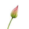 🪷 Эмодзи «Green pink» для Telegram