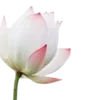🪷 Эмодзи «Green pink» для Telegram