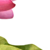 🪷 Эмодзи «Green pink» для Telegram