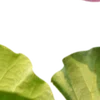 🪷 Эмодзи «Green pink» для Telegram