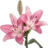 Стикерпак Green pink для Telegram