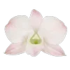 🌸 Эмодзи «Green pink» для Telegram