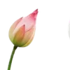 🪷 Эмодзи «Green pink» для Telegram