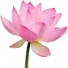 🪷 Эмодзи «Green pink» для Telegram