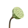 🪷 Эмодзи «Green pink» для Telegram
