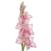 🌸 Эмодзи «Green pink» для Telegram