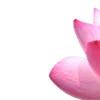 🪷 Эмодзи «Green pink» для Telegram