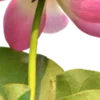 🪷 Эмодзи «Green pink» для Telegram