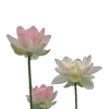 🪷 Эмодзи «Green pink» для Telegram