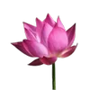 🪷 Эмодзи «Green pink» для Telegram