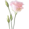 🌹 Эмодзи «Green pink» для Telegram