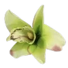 🌸 Эмодзи «Green pink» для Telegram