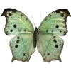 🥰 Эмодзи «🥰 green - зелёные эмодзи» для Telegram