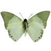 🥲 Эмодзи «🥰 green - зелёные эмодзи» для Telegram