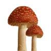 🍄 Эмодзи «грибное царство» для Telegram