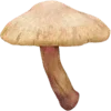 🍄 Эмодзи «грибное царство» для Telegram