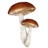 🍄 Эмодзи «грибное царство» для Telegram