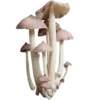 🍄 Эмодзи «грибное царство» для Telegram
