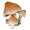 🍄 Эмодзи «грибное царство» для Telegram