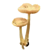 🍄 Эмодзи «грибное царство» для Telegram