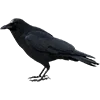 🦉 Эмодзи «Halloween Vibe» для Telegram