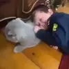 🐈‍⬛️ Эмодзи «Хасбик» для Telegram
