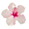 🌸 Эмодзи «☀ Набор эмоджи с Гавайским вайбом» для Telegram