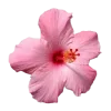 🌸 Эмодзи «☀ Набор эмоджи с Гавайским вайбом» для Telegram