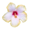 🌸 Эмодзи «☀ Набор эмоджи с Гавайским вайбом» для Telegram