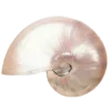 🐚 Эмодзи «☀ Набор эмоджи с Гавайским вайбом» для Telegram