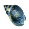 🐚 Эмодзи «☀ Набор эмоджи с Гавайским вайбом» для Telegram