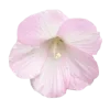 🌸 Эмодзи «☀ Набор эмоджи с Гавайским вайбом» для Telegram