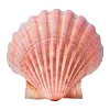🐚 Эмодзи «☀ Набор эмоджи с Гавайским вайбом» для Telegram