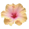 🌸 Эмодзи «☀ Набор эмоджи с Гавайским вайбом» для Telegram