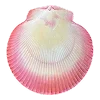 🐚 Эмодзи «☀ Набор эмоджи с Гавайским вайбом» для Telegram