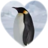 ❤️ Эмодзи «Пингвины в сердечках» для Telegram