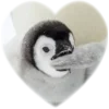 ❤️ Эмодзи «Пингвины в сердечках» для Telegram
